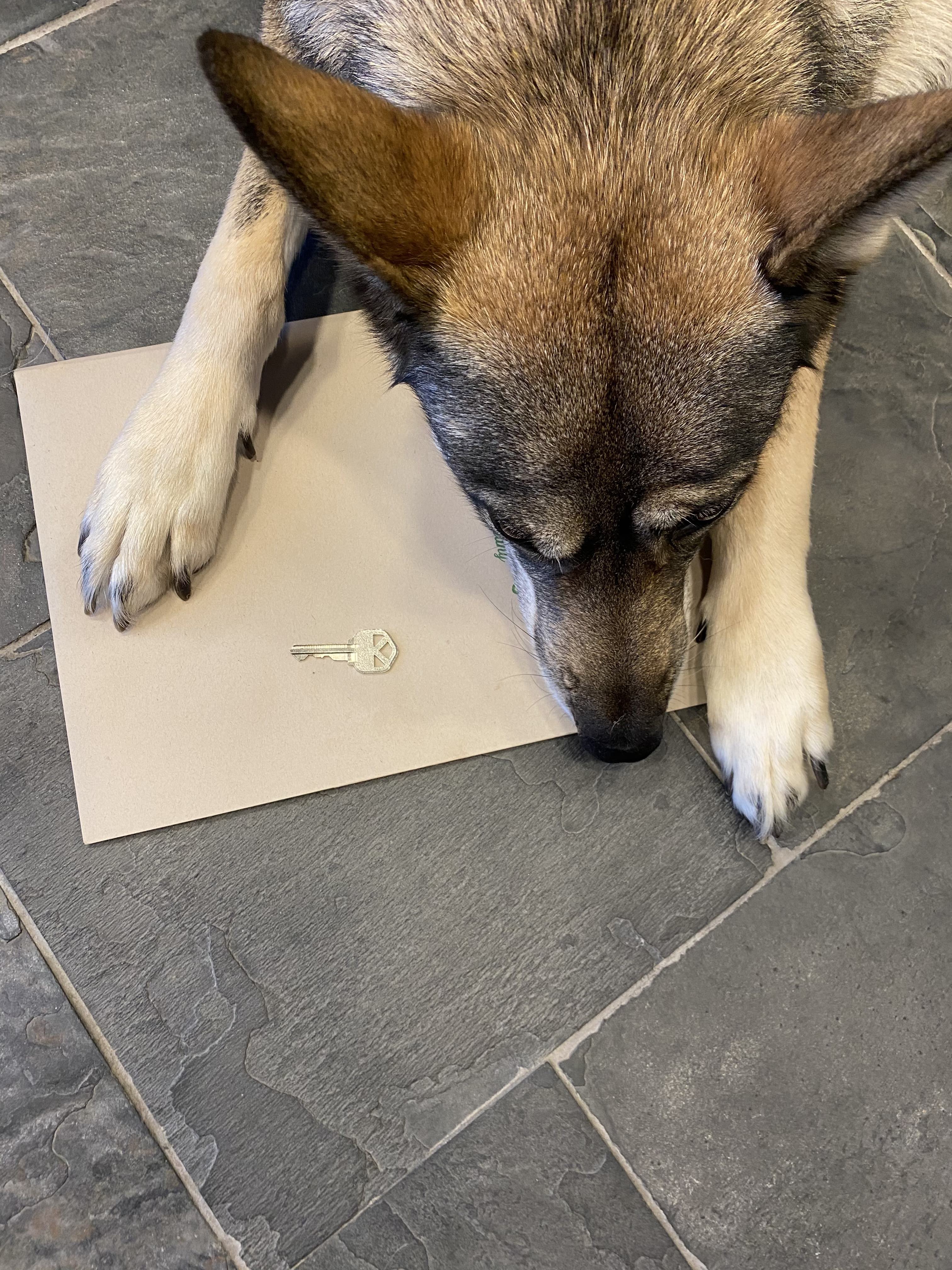 Clara laying on a slate floor with a tan folder and a house key