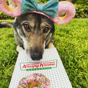 Clara with her head resting on a Krispy Kreme box, a pink sprinkle donut in the foreground, Clara is wearing pinck donut 