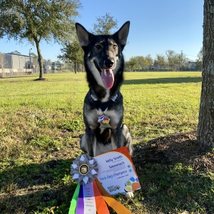 Sassenach standing outside under a tree wearing her TDCH medal with her Certificate and ribbon at her feet