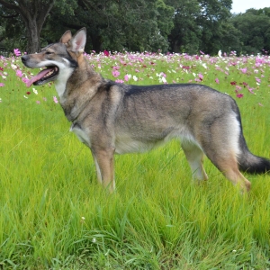 Clara in a field of wildflowers, in a natural stance