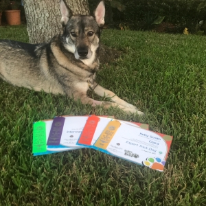 Clara laying on the lawn with the novice, intermediate, advanced, and expert trick dog titles in front of her