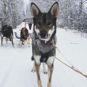Clara standing in harness on the line after a run