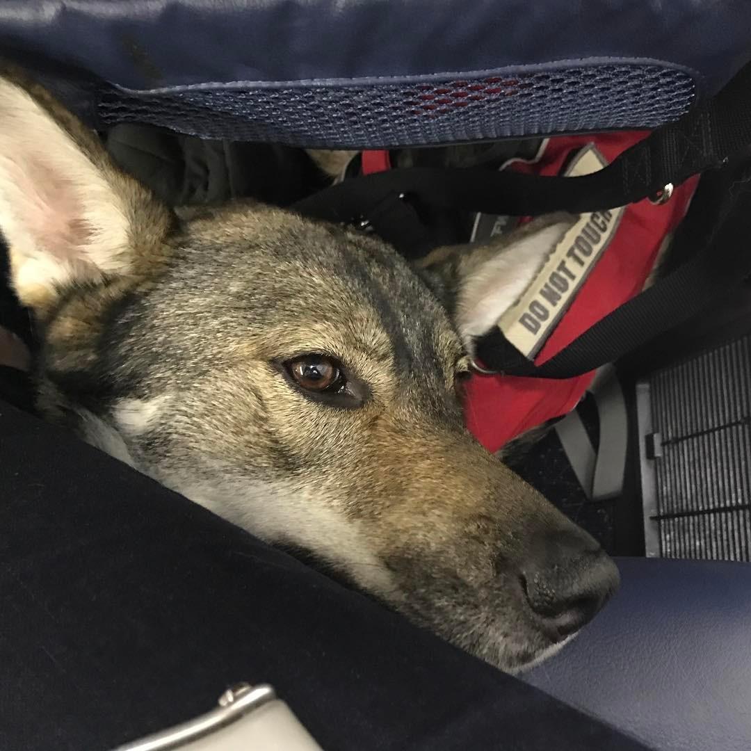 Clara tucked into the foot space on a flight